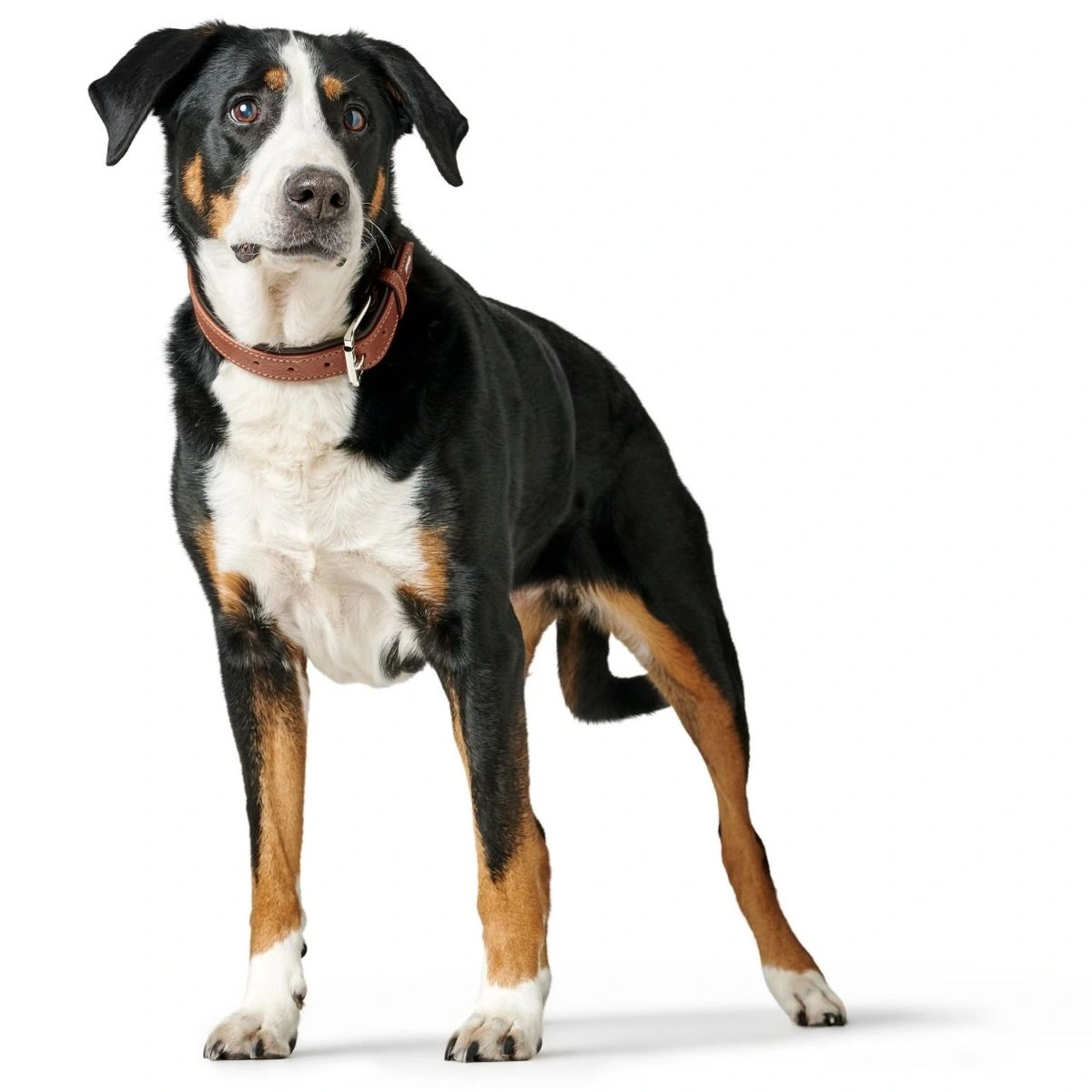 Hunter Hundehalsbånd læder Canada Elg Str.45 Cognac/Sort - 33-39 cm